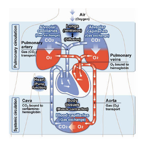 Cardio Pulmonary System in Action